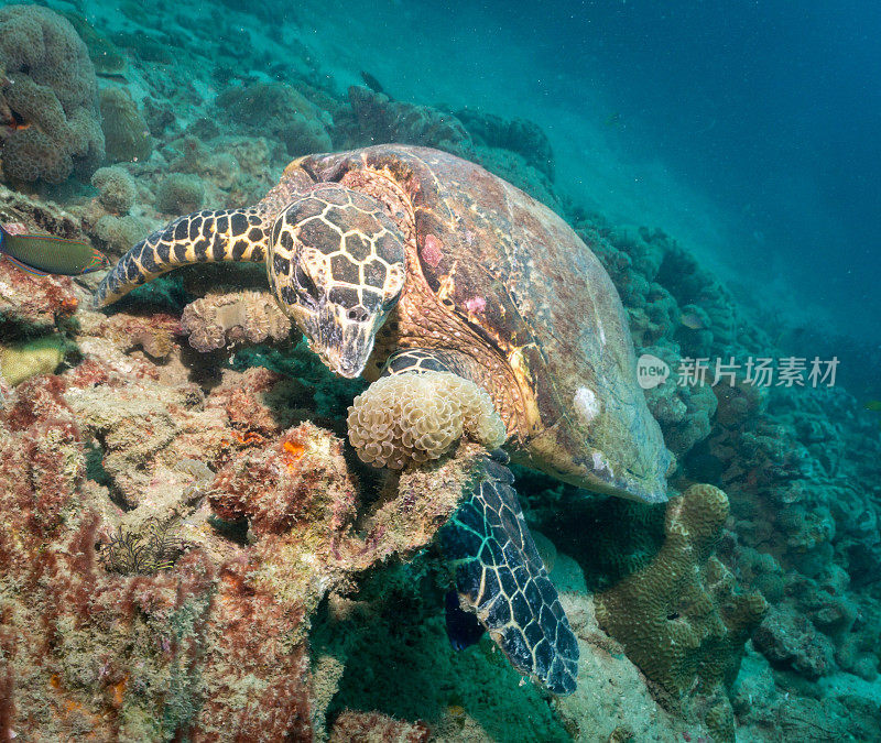 动物行为:极度濒危物种玳瑁海龟(Eretmochelys imbricata)